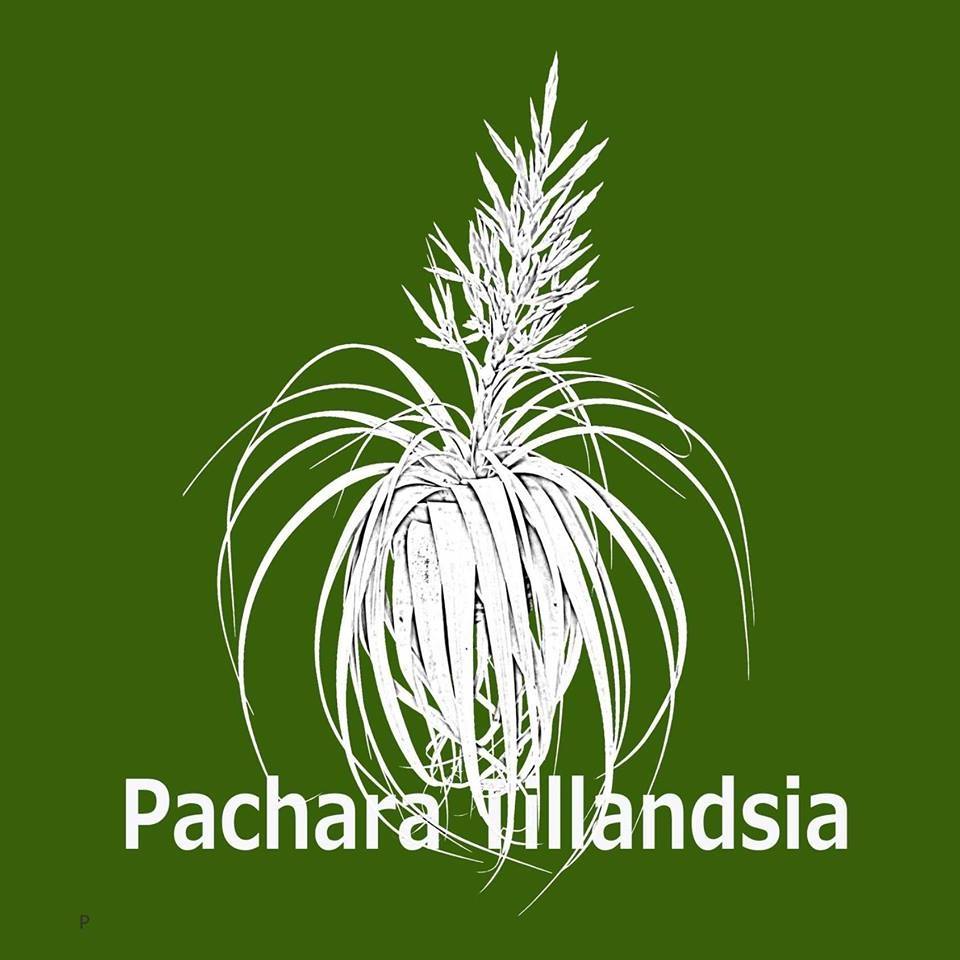 pachara(PA)7月9日入荷分 | フラワーケンズ西宮店(plants-planet)