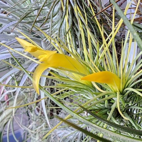 T. 'Hawaiian Peach'(バンハイニンギー)